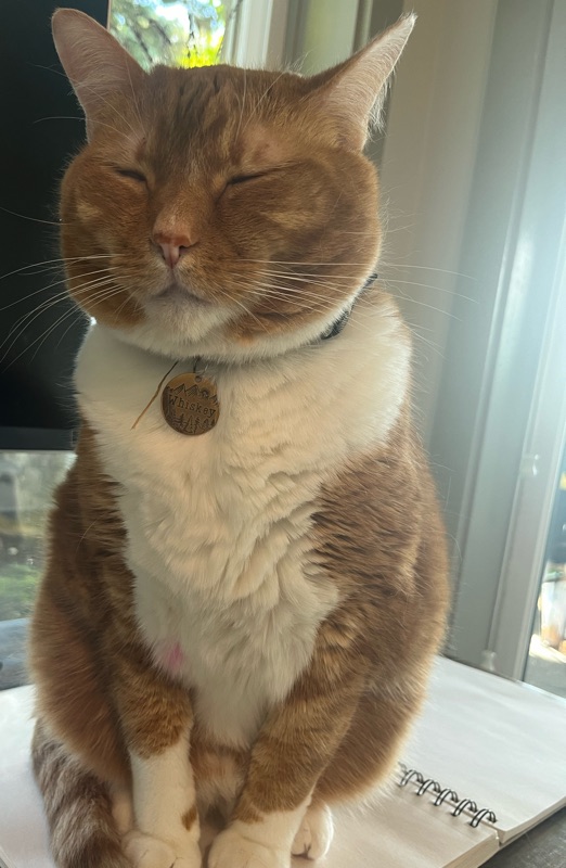 Charlene's orange and white cat sitting on a notebook with its eyes closed