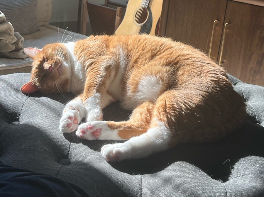 The same cat asleep in a patch of sunlight